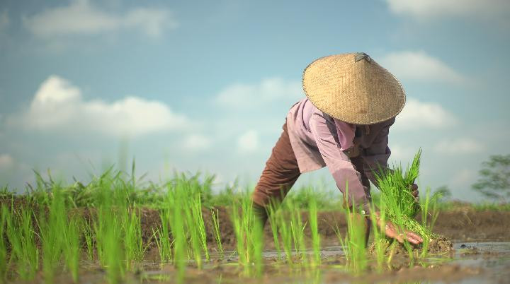 Mengenal Asuransi Pertanian Berbasis Indeks Data Iklim