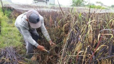 Petani Tertarik Tanam Beras Rendah Glukosa