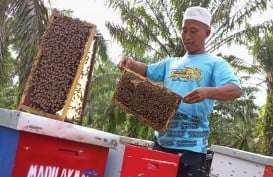 Raih Omset Ratusan Juta dari Usaha Ternak Madu Mellifera