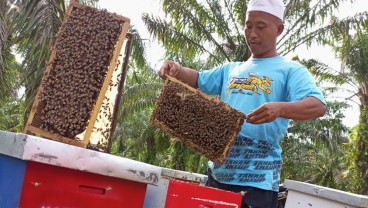 Raih Omset Ratusan Juta dari Usaha Ternak Madu Mellifera