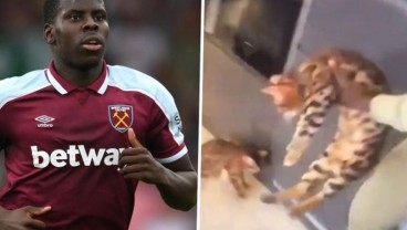 Gara-gara Aniaya Kucing, Bek West Ham Dibawa ke Pengadilan di Inggris