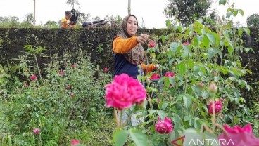 Bisnis Bunga Tabur Belum Wangi Menjelang Ramadan