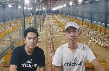 Perusahaan Rintisan Chickin Optimistis Cetak Cuan dari Ayam