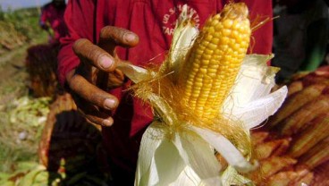 PLN Pakai Bonggol Jagung untuk Cofiring Bahan Bakar PLTU Jeneponto