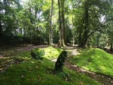 Kebun Raya Upayakan Konservasi 50 Tanaman Terancam Punah