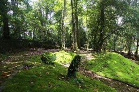 Kebun Raya Upayakan Konservasi 50 Tanaman Terancam…