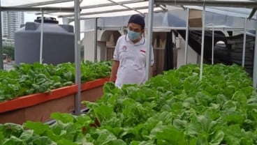 Unik, Rooftop Masjid Jadi Lahan Tanaman Hidroponik