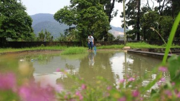 PT Semen Padang Tebar 4.000 Ekor Ikan Endemik di Danau Singkarak