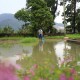 PT Semen Padang Tebar 4.000 Ekor Ikan Endemik di Danau Singkarak