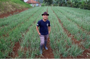 Jelajah Petani Milenial Juara: Ujang Bawa Bawang Merah Tembus Pasar Modern dan Luar Jawa