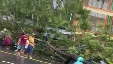 Dua Pengendara Tertimpa Pohon Tumbang saat Hujan Deras di Ambon