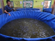 Cara Budidaya Ternak Lele, Modal dan Perkirakan Keuntungannya