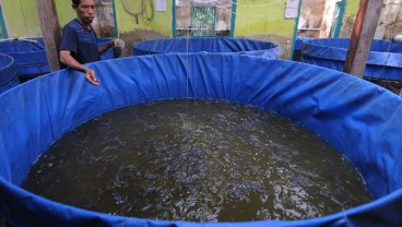 Cara Budidaya Ternak Lele, Modal dan Perkirakan Keuntungannya