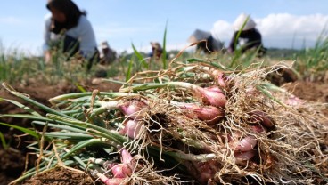 Di Tengah Isu Impor, Petani Brebes Sanggup Pasok Bawang Merah untuk Jabodetabek