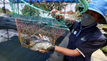 Jelajah Petani Milenial Juara: Budi Daya Ikan Nila Hitam Itu Cuan Tapi Tidak Mudah