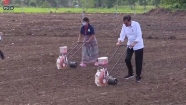 Tinjau Food Estate di Belu NTT, Jokowi: akan Diperluas Sampai 500 Hektare