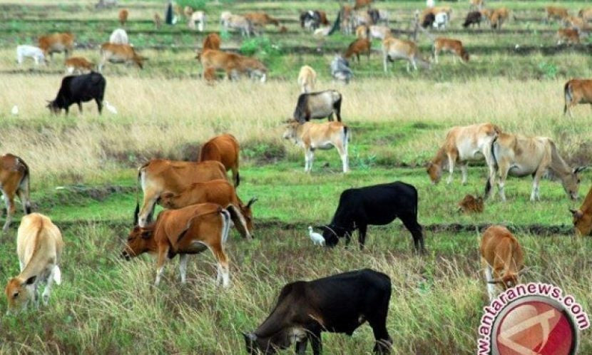 Jurus NTT Perbaiki Ekosistem Peternakan Sapi