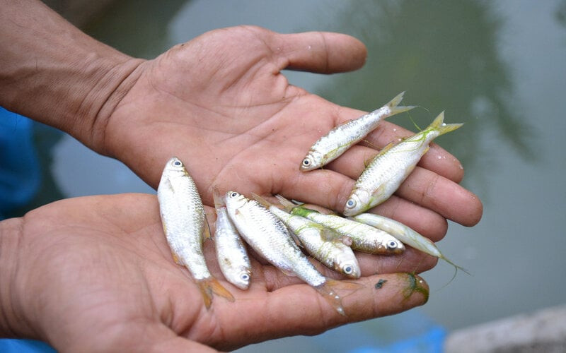 Menyelamatkan Bilih, Ikan Legendaris Danau Singkarak