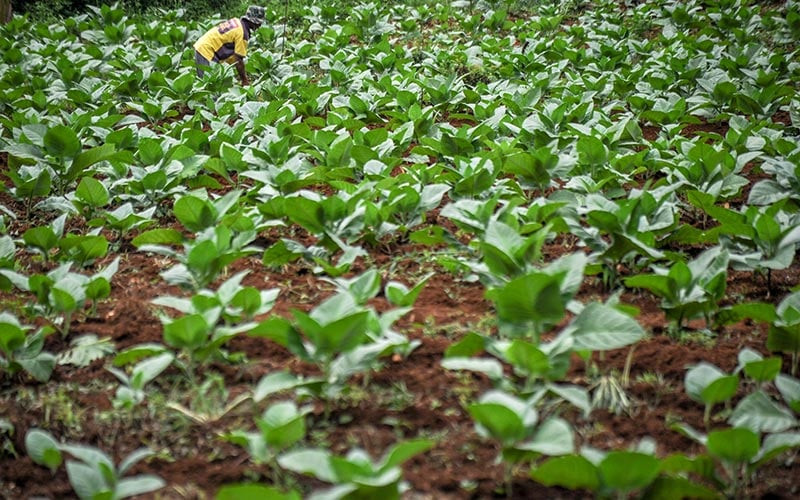 Pastikan Dana Bagi Hasil Tembakau Kembali ke Petani