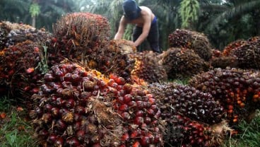  GONJANG-GANJING CPO   : Harga Diramal Turun karena Produksi Pulih