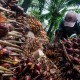 Krisis Energi dan Reli Kenaikan Minyak Nabati, GIMNI: Uni Eropa Mengemis Sawit Indonesia