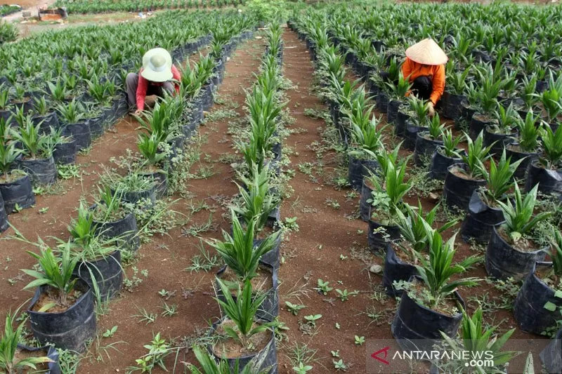 Aturan Ruwet, Peremajaan Sawit Rakyat Seret