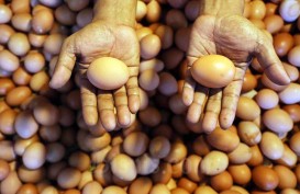 Kenaikan Harga Telur Ayam Dorong Inflasi di DIY Jelang Ramadan