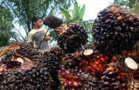 Dugaan Penyelewengan Ekspor CPO di PLB Sumatera, Ini Bantahan Gapki 