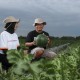 Peran Generasi Milenial Bantu Wujudkan Pertanian Modern