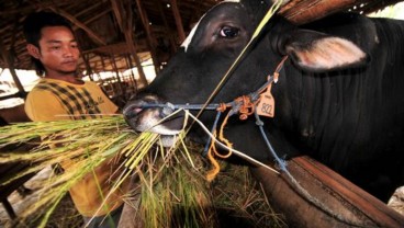 Pakan Jadi Tantangan Utama Produktivitas Bahan Baku Susu