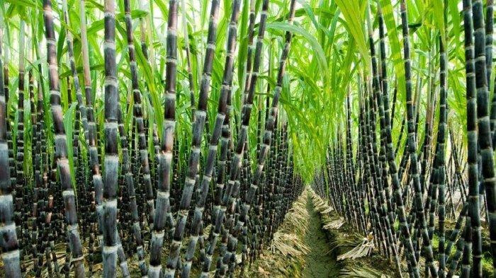 Mengawali Perluasan Kebun Tebu dari Batang