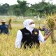 Khofifah Minta Petani Percepat Masa Tanam Sebelum Kemarau