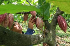 6 Kabupaten Adopsi Kakao Fermentasi Berkelanjutan…