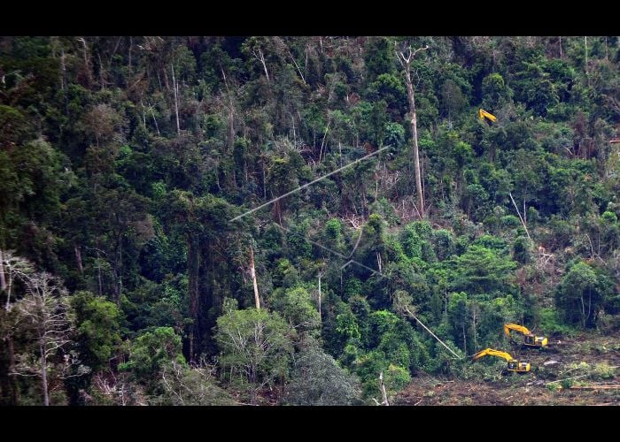 Model Pengelolaan Hutan Berbasis BUMD