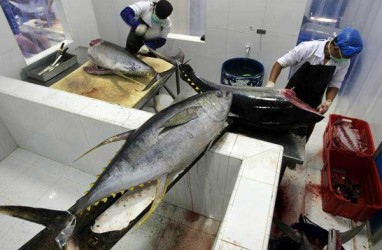 Produksi Ikan Tuna Kepulauan Sitaro Meningkat