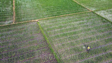 Pemkot Bandung Optimalkan Produktivitas Lewat Sawah Abadi