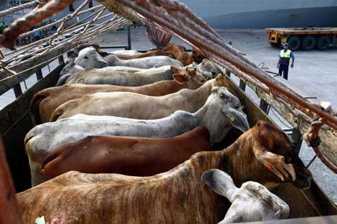 Berharap Sapi Impor Tekan Harga Daging Jabodetabek