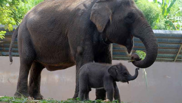 Seekor Anak Gajah Sumatra Lahir di Bali Zoo