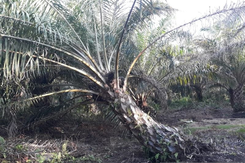 Syarat Tambah Panjang, Replanting Sawit Kian Menantang
