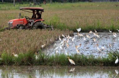 Wow, Ini Desa Persinggahan Burung dari Seluruh Dunia di Indonesia