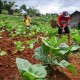 BPS: Upah Nominal Buruh Tani Naik 0,30 Persen