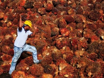 Ada Kerja Paksa, Cargill Stop Beli Minyak Sawit dari Pengusaha Malaysia