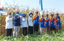 Demplot PKT Tingkatkan Hasil Jagung Banjarbaru Kalsel hingga 63 Persen