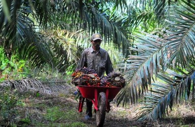 Akuisisi Raksasa Wings Group Hingga Cargill di Kebun Sawit, Terkait Lahan Ribuan Hektare!