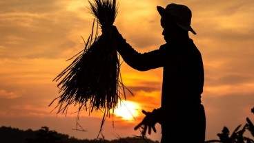 Saatnya Perbarui Produktivitas Pangan Lewat Intensifikasi