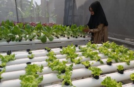 Ibu Asal Purwakarta Ini Buktikan Jika Sayuran Bisa Tumbuh Subur di Perkotaan