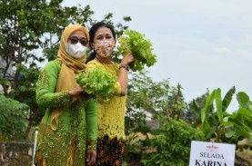 Wanita Tani Ikut Berperan dalam Produksi Benih Unggulan…