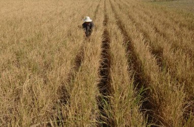 Fenomena El Nino, Penyebab dan Dampaknya