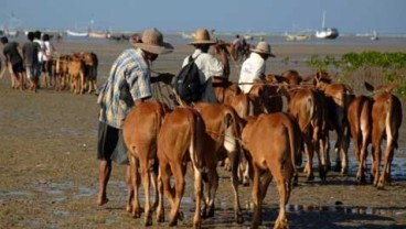 NTB Siapkan 16.500 Ekor Sapi Potong untuk Dikirim ke Luar Daerah