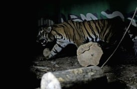 Populasi Harimau Sumatera di Jambi Lebih dari 183 Ekor